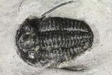 Bargain Devil Horned Cyphaspis Walteri Trilobite Cluster #154677-8